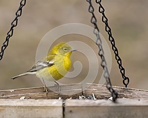 Yellow warbler at the feeder