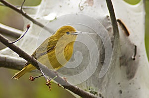 Yellow Warbler Foraging