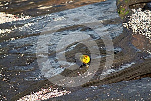 Yellow Warbler (Galapagos, Ecuador) Tide Pool
