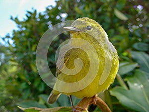 Yellow Warbler Immature