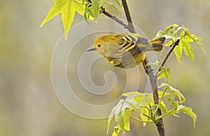 Yellow Warbler Male