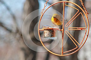 Yellow Warbler on orange feeder