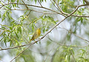 Yellow Warbler Perched