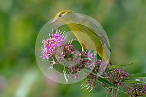 Yellow Warbler perched on a branch