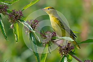 Yellow Warbler perched on a branch