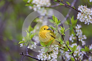 Yellow Warbler   805458 photo