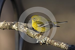 Yellow warbler perched on a limb