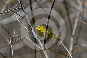 Yellow Warbler perched in a small tree.