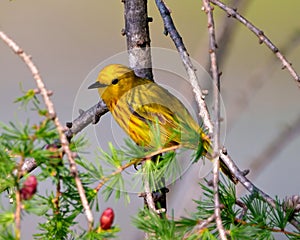 Yellow Warbler Photo and Image. close-up side view perched on a tamarack tree branch with cones its environment and habitat