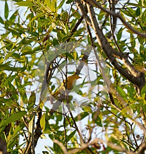 Yellow warbler resting on tree branches