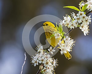Yellow Warbler Setophaga petechia