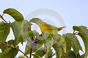 The yellow warbler Setophaga petechia.