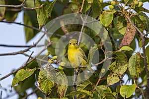 The yellow warbler Setophaga petechia.