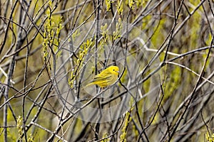 The yellow warbler (Setophaga petechia).