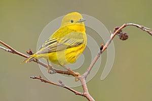 Yellow Warbler - Setophaga petechia