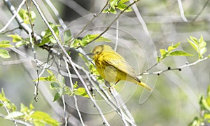 Yellow Warbler Setophaga petechia Searching for Insect Food During Migration