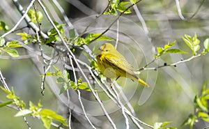 Yellow Warbler Setophaga petechia Searching for Insect Food During Migration