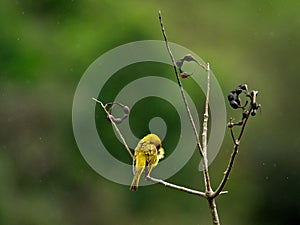 Yellow warbler Setophaga petechia sitting in tree hiding head from rain Vilcabamba, Ecuador