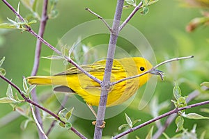 Yellow Warbler (Setophaga petechia) on Tree Branch