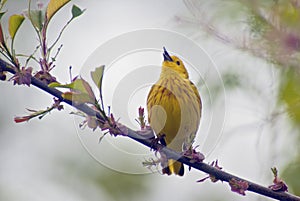 Yellow Warbler Singing