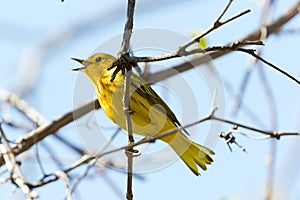 Yellow Warbler Singing Perched in a Tree