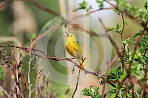 Yellow Warbler singing a tune