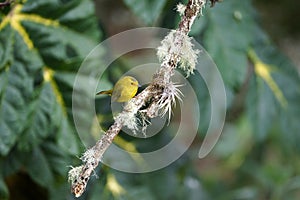 Yellow warbler sitting on a big moss and lichen covered tree branch