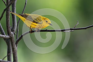 Yellow Warbler in Spring