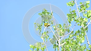 Yellow Warbler in Spring time perching on tree branch