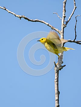 American Yellow Warbler Setophaga petechia  taking flight from a tree