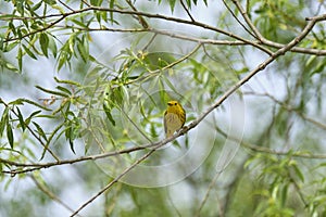 Yellow Warbler in the Underbrush