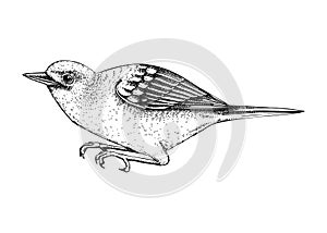 Yellow warbler vector sketch. Hand drawn wildlife illustration in engraved style. Small grey bird isolated on white background.
