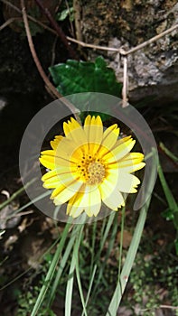 Yellow warm flower of a love