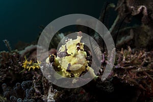 A yellow Warty Frogfish - Antennarius maculatus