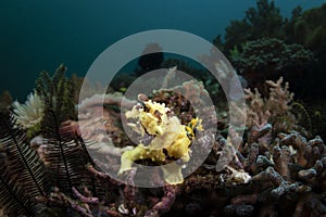 A yellow Warty Frogfish - Antennarius maculatus photo