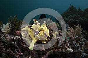 A yellow Warty Frogfish - Antennarius maculatus photo