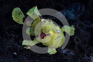 Yellow Warty Frogfish on Dark Seafloor in Indonesia