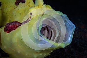 Yellow Warty Frogfish Yawning in Indonesia