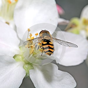 Yellow wasp