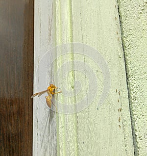 Yellow wasp, insect sitting on wall, macro shots, wild life photography