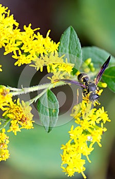 Yellow Wasp Purple Wings