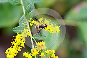 Yellow Wasp Purple Wings