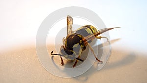 Yellow wasp on a white background. yellow hornet a white background. Closeup European wasp or German wasp. isolated Yellowjacket o