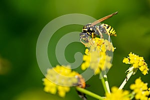 yellow wasp on a yellow flower