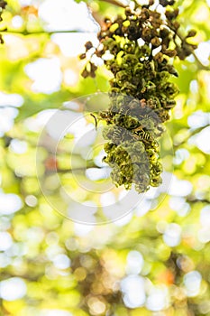 Yellow wasps eating grapes