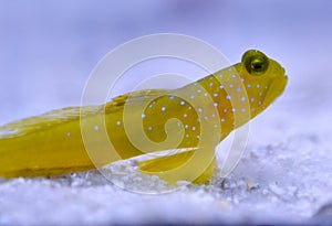 Yellow Watchman Goby