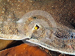 Yellow Watchman Goby in its coral home photo
