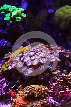 Yellow watchmen goby fish - Cryptocentrus cinctus