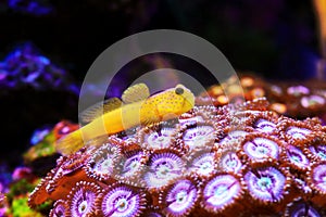 Yellow watchmen goby fish - Cryptocentrus cinctus