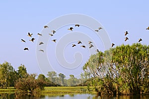 Yellow Water Billabong